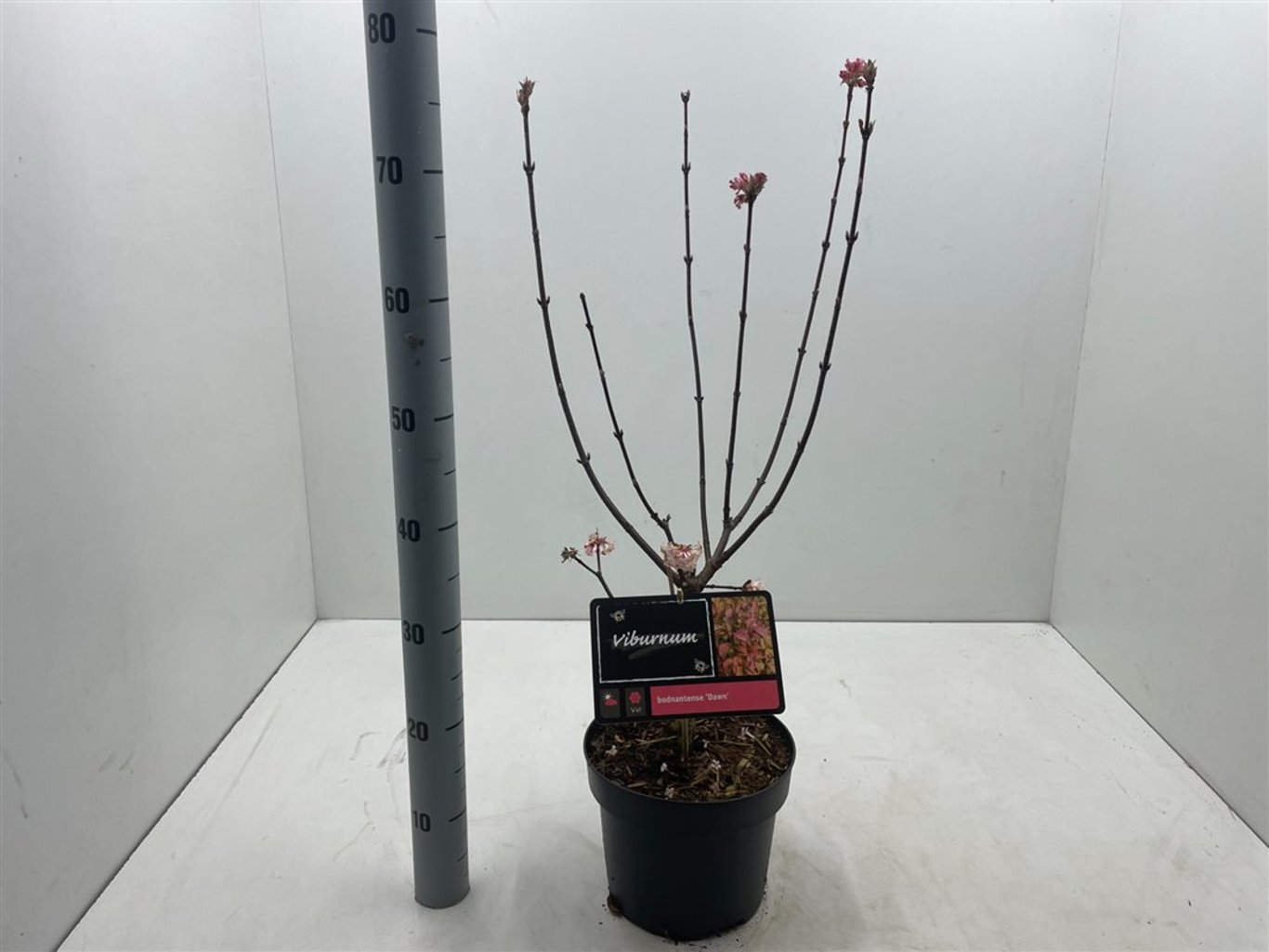 Viburnum bodn. 'Dawn' - C4